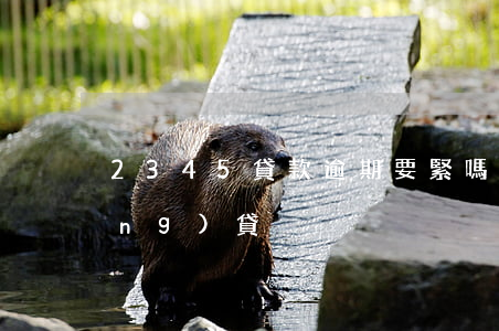 2345貸款逾期要緊嗎(2345網(wǎng)貸)