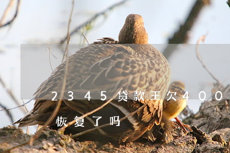 2345贷款王欠4000(2345贷款王恢复了吗)