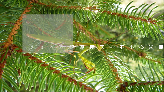 2345逾期兩天-不小心逾期4天