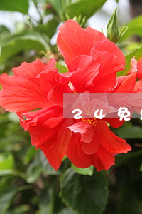 24免息分期付款商城(24期免息分期合適嗎)