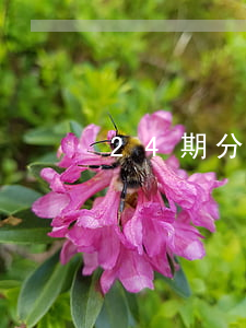 24期分期免息 京東（京東分期24期免息）