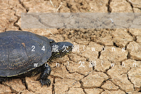 24歲 欠網(wǎng)貸信用卡30萬(wàn)(欠網(wǎng)貸信用卡30多萬(wàn)還有活路嗎)