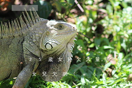 25歲女兒欠大量網(wǎng)貸怎么辦(女兒欠網(wǎng)貸我該怎么辦)