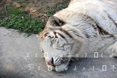 25萬(wàn)無(wú)力償還(欠貸款25萬(wàn)還不了,怎么辦)