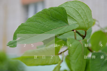 25號還款24號取會不會逾期(25號最后還款日,28號還款算逾期嗎)