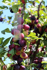 2萬6期月逾期下個月還多少利息-2萬逾期一個月利息要多少