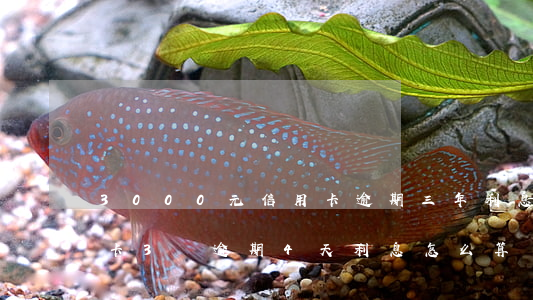 3000元信用卡逾期三年利息多少錢（信用卡3萬逾期4天利息怎么算）