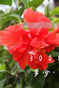 3000元網(wǎng)貸逾期2年利息多少-3000元網(wǎng)貸逾期2年利息多少錢(qián)