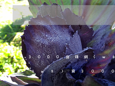 3000塊錢網(wǎng)貸逾期(網(wǎng)貸3000逾期能立案嗎)