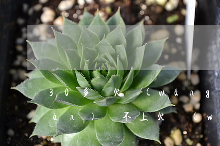 30多歲欠網(wǎng)貸20多萬(wàn)還不上(欠網(wǎng)貸三十多萬(wàn)還不起怎么辦)