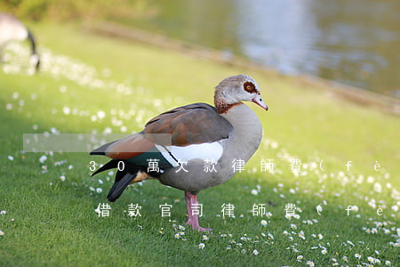 30萬欠款律師費(fèi)多少(30萬的借款官司律師費(fèi)要多少)