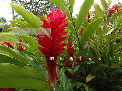 34的因數(shù)有哪些