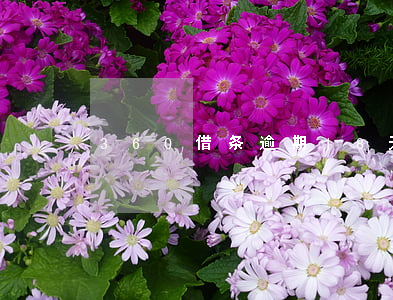 360借条逾期18天怎么办