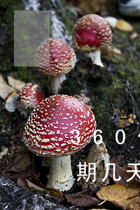 360借条逾期了怎么还(360借条借钱逾期几天怎么就还款不了呀)