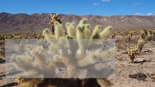 360借条逾期图