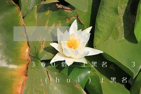 360借條上黑名單嗎（360借條逾期一年會(huì)上黑名單）