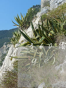 360借條兩次逾期(360借條逾期兩個(gè)月,要我一次性還完,怎么協(xié)商)