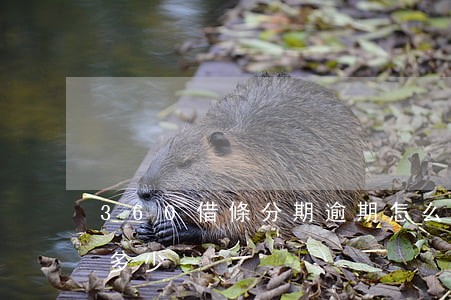 360借條分期逾期怎么算(360借條分期多少)
