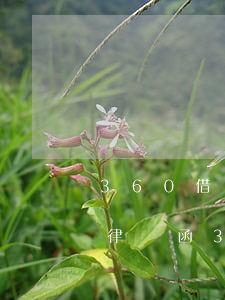 360借條逾期3天居然給我以短信形式寄律師函（360借條逾期短信提醒）