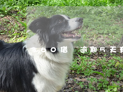 360借條逾期5天有什么影響-