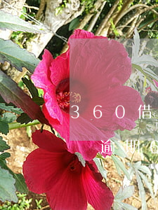 360借條逾期60天合同合并了(360借條逾期60天合同合并了)