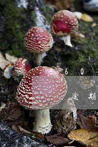360借條逾期后要公安局備案-360借條逾期后要公安局備案嗎