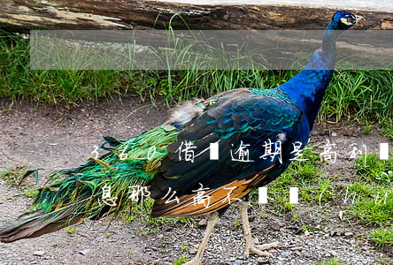 360借條逾期是高利貸(360借條逾期利息那么高,不還會(huì)怎么樣)