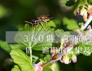 360借條逾期的后果及解決方法-360借條逾期的后果及解決方法是什么