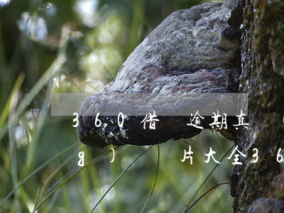 360借條逾期真實(shí)經(jīng)歷圖片大全(360借條逾期了怎么辦?第一時間要做的是這件事!)