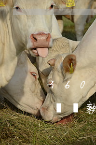 360借條還款后可以立馬借嗎-360借條還款后可以立馬借嗎安全嗎