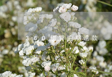 360借貸逾期還款
