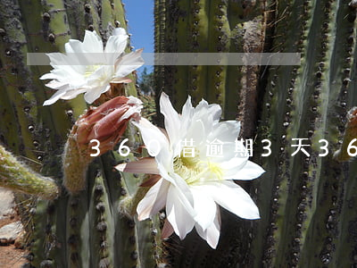 360借逾期3天(360借条逾期十几日)