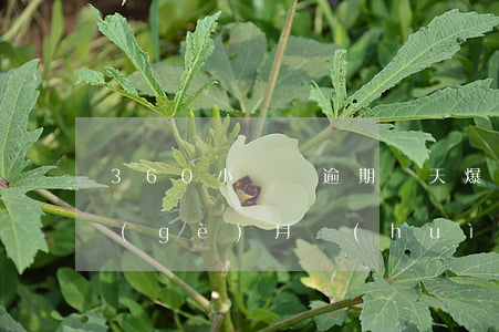 360小鵝貸逾期幾天爆(小鵝貸款逾期二個(gè)月會(huì)怎么樣)