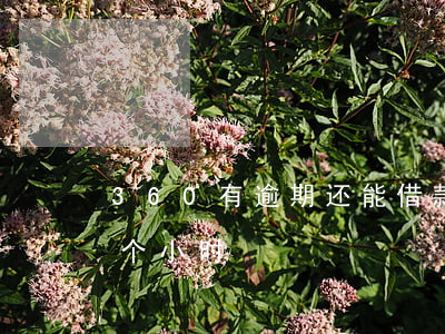 360有逾期还能借款吗 360借款逾期几个小时