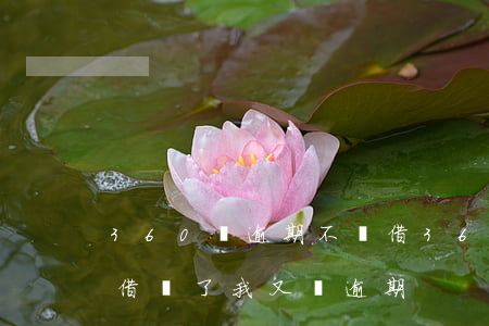360沒逾期不讓借(360借條為什么不能借錢了,我又沒逾期)