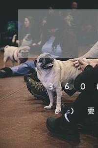 360逾期三個(gè)月 今天說(shuō)要上門(mén) 罰錢(qián)什么的 請(qǐng)問(wèn)是真的嗎（360逾期真的會(huì)上門(mén)嗎）