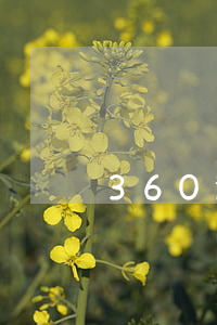 360逾期利息是多少（360逾期金額）