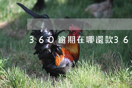 360逾期在哪還款(360還款在哪里還款)