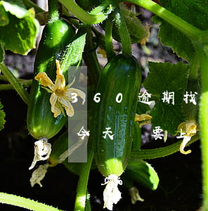 360逾期找上門怎么辦(360逾期三個月 今天說要上門 罰錢什么的 請問是真的嗎)