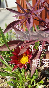 360逾期說要寄律師函到村委會(360逾期要全額還款,給村委會發(fā)律師函)