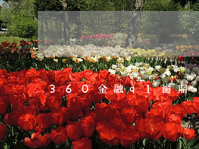 360金融q1逾期
