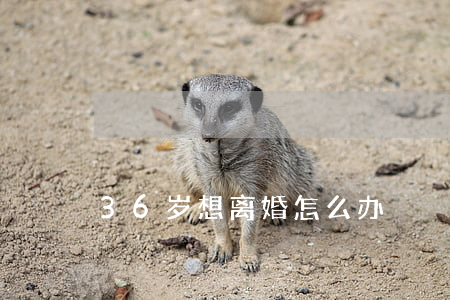 36岁想离婚怎么办