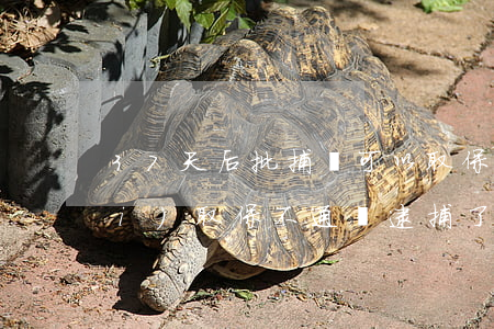 37天后批捕還可以取保嗎(37天內(nèi)取保不通過逮捕了怎么辦)