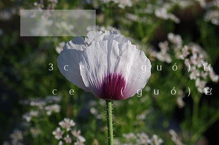 3ce韓國(guó)官網(wǎng)(3ce韓國(guó)官網(wǎng)什么時(shí)候打折)