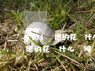 3月1號借的花唄什么時候還款-3月1號借的花唄什么時候還款呢