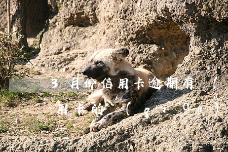 3月份信用卡逾期有誰(shuí)-欠信用卡的錢(qián)逾期超過(guò)三個(gè)月