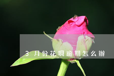 3月份花唄逾期怎么辦