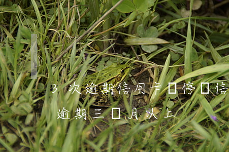 3次逾期信用卡會停嗎(信用卡突然停卡導致逾期三個月以上)