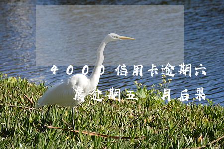 4000信用卡逾期六個月(信用卡6000額度逾期五個月后果)