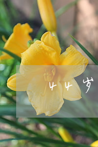 44岁单身离婚的女人(34岁还单身的女人)
